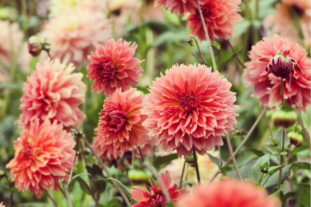 Dahlia 'Orange Fubuki'